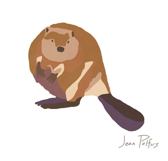 570x546 Beaver Drawing, Canadian Wildlife, Beaver Illustration, Wild