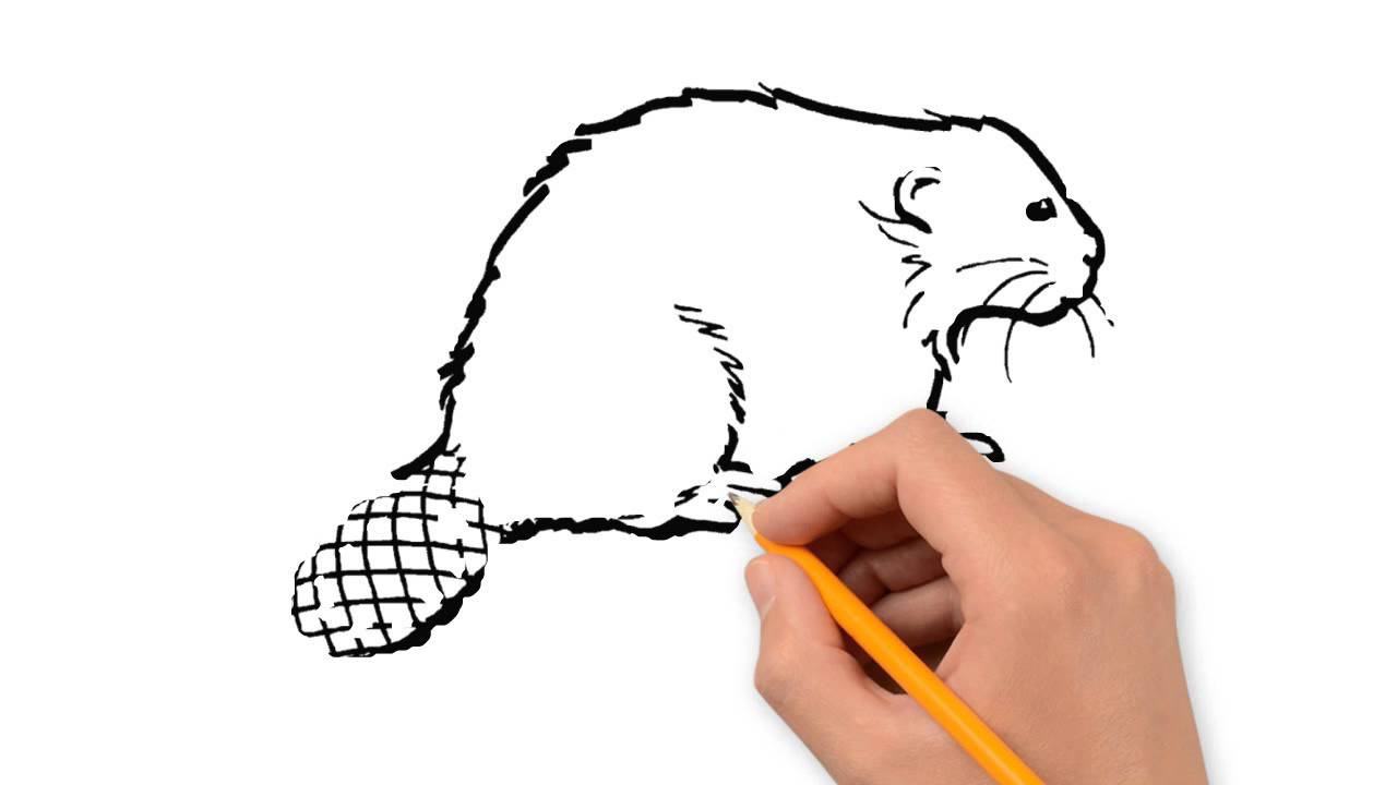 1280x720 Beaver Animals Pencil To Draw Step By Step