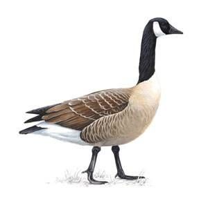 300x291 Canadian Geese Ideas Bird And Animal