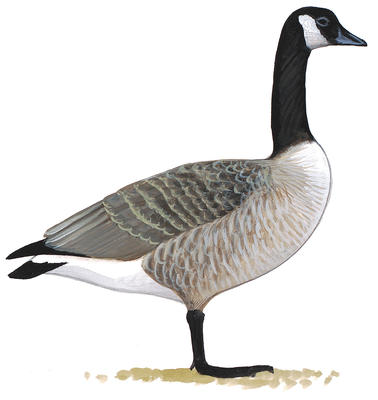 378x400 Differences Between Canada Goose And Cackling Goose Audubon