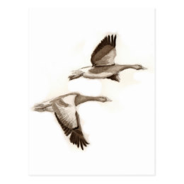 260x260 Geese Cards Amp Invitations Zazzle.co.uk
