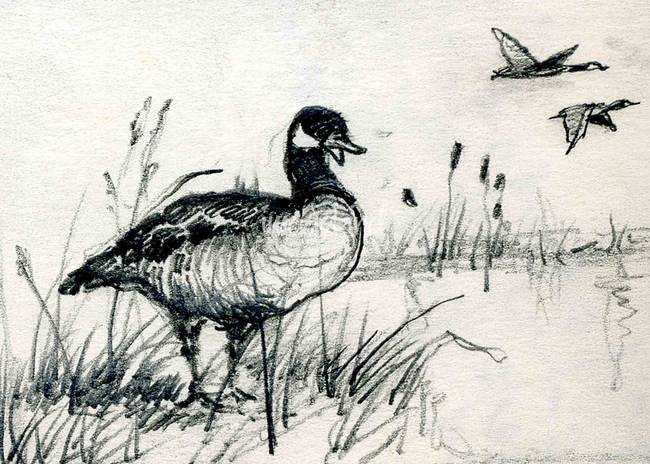650x464 Stunning Geese Pencil Drawings And Illustrations For Sale