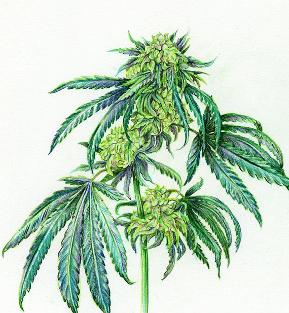 570x617 Cannabis Scientific Illustration