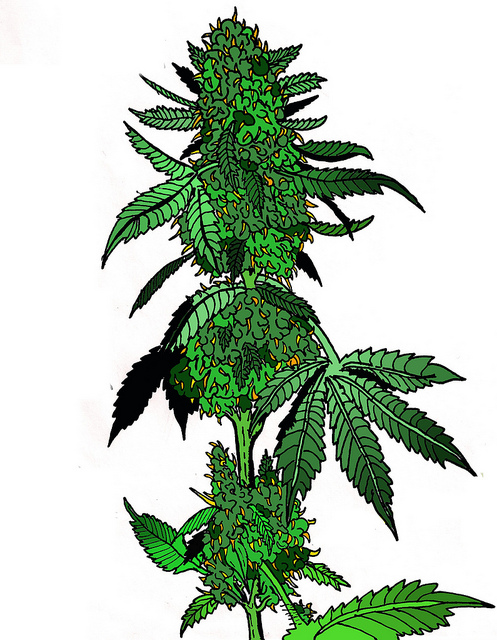 497x640 Marijuana Drawing 2.0 Cannabis