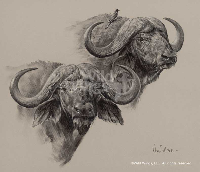 790x681 African Cape Buffalo Original Charcoal Drawing Wild Wings