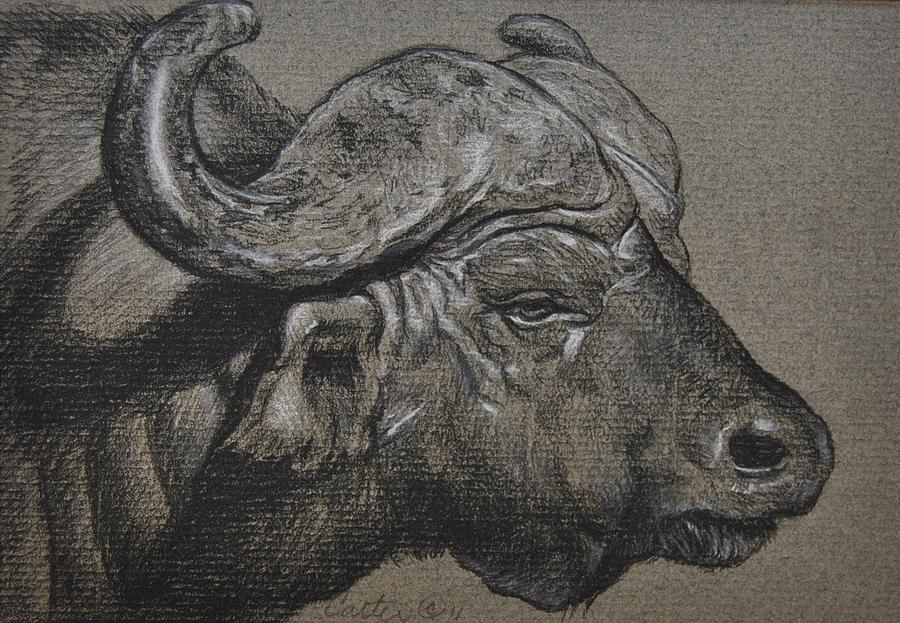 900x623 Cape Buffalo Drawing By Calvin Carver African Animal Forms By