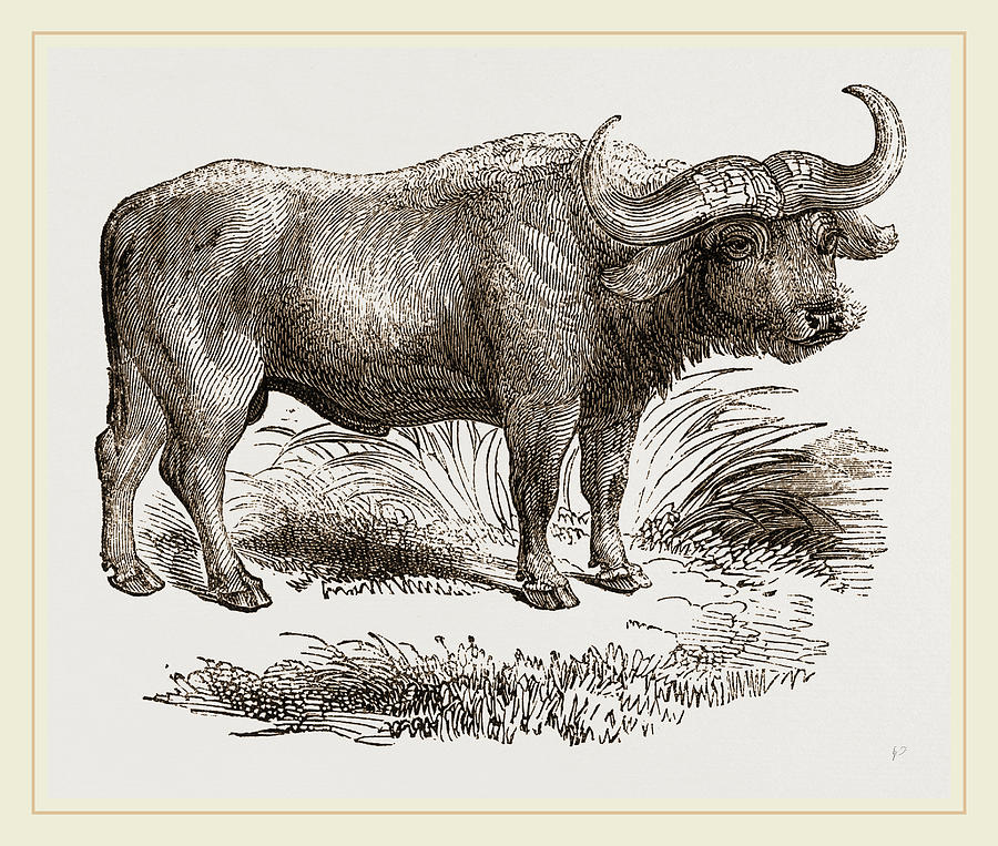 900x763 Cape Buffalo Drawing By Litz Collection
