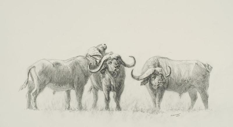 800x437 Cape Buffalo By John Banovich, 8x11 Graphite Sketch John