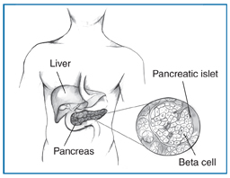256x198 Drawing Of A Male Torso Showing Location Of Liver And