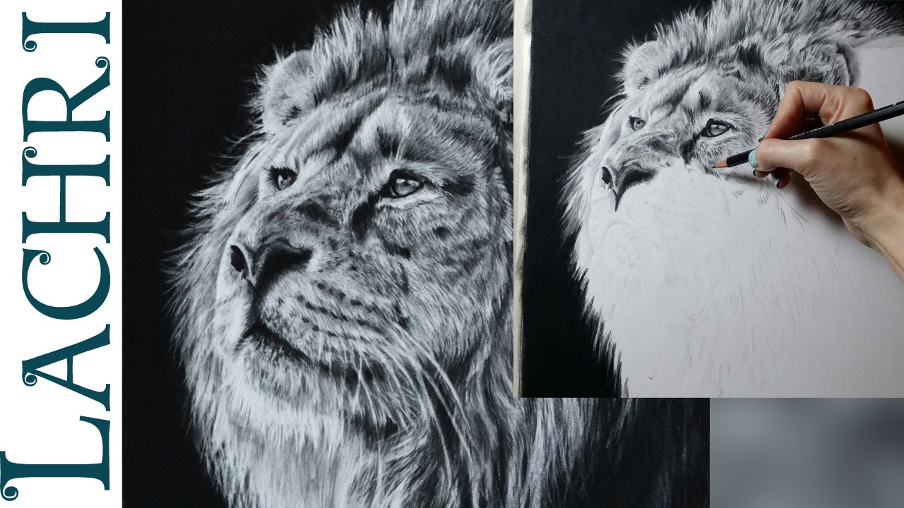 1280x720 Speed Drawing Lion In Graphite Amp Carbon Pencil