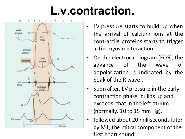 638x479 Cardiac Cycle Ppt (2)