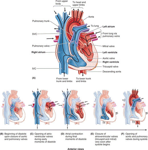 520x526 Chapter 1 Thorax Heart Essay Medicine And Health Articles