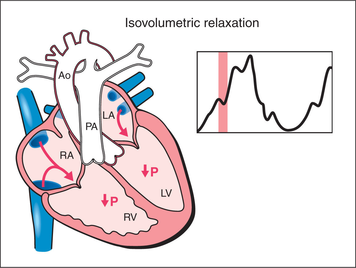 1155x871 Fetal Cardiac Function Obgyn Key
