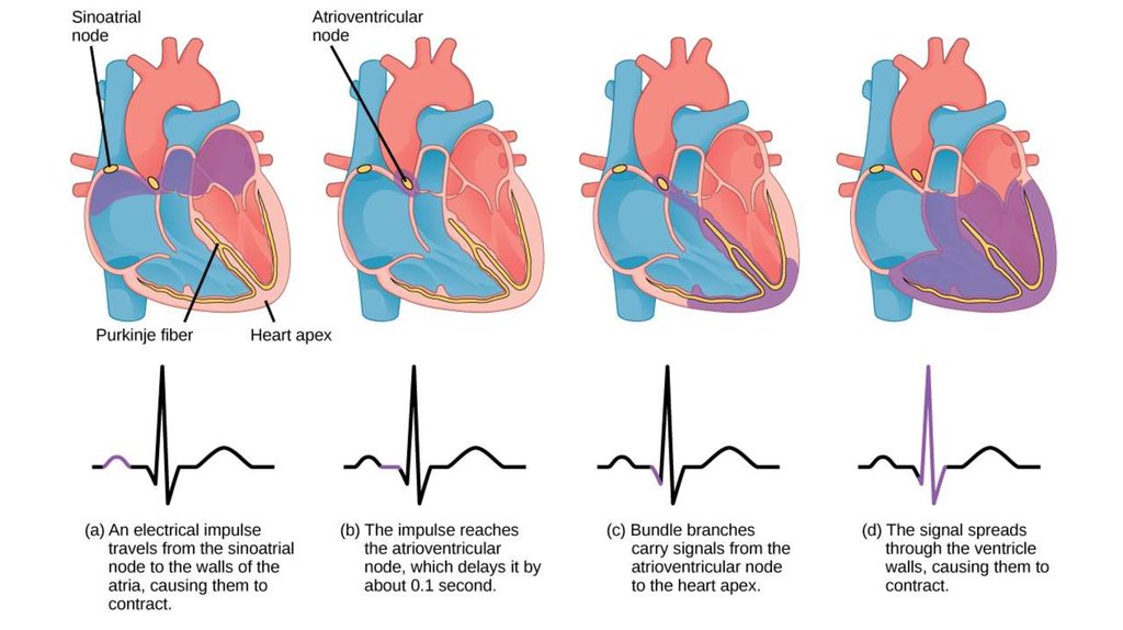 1024x574 The Cardiac Cycle And Ecg