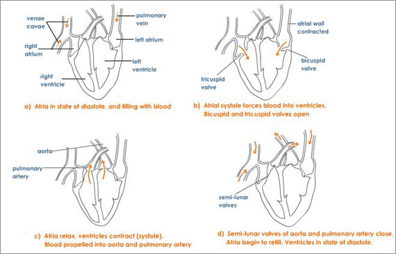 570x366 Cardiac Cycle Shows Sequence Of Steps In One Heartbeat Heart
