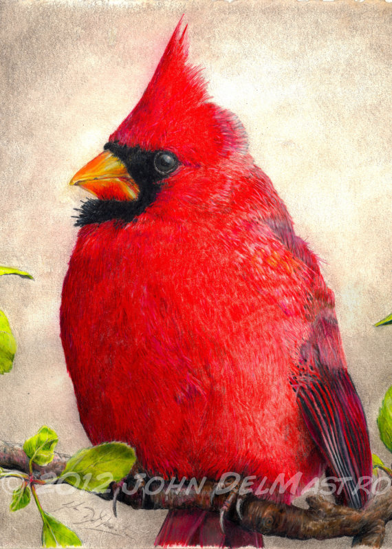 Cardinal Bird Drawing at GetDrawings | Free download