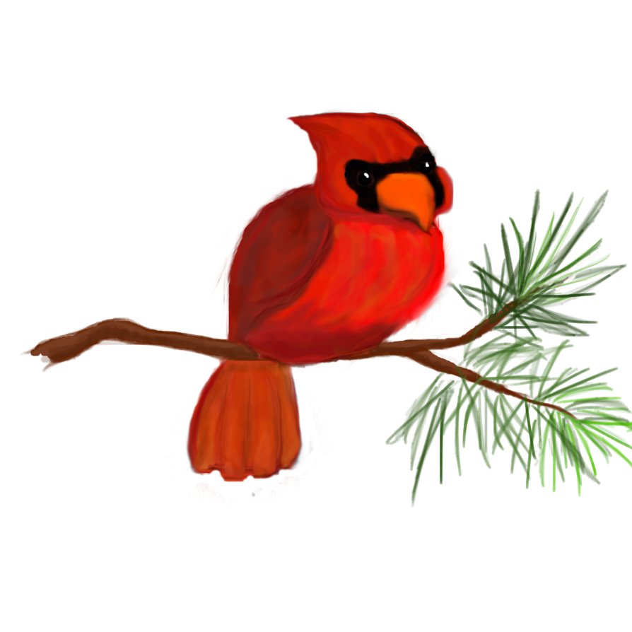 894x894 Cardinal Bird An Evergreen Branch By Arrowdel