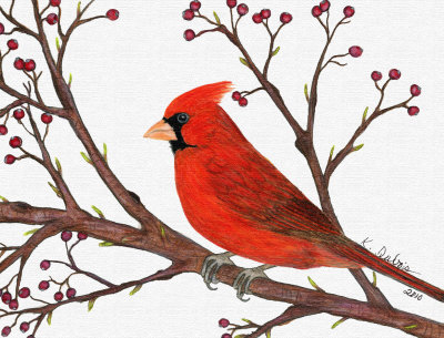 400x305 Cardinal