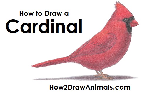 500x315 How To Draw A Cardinal