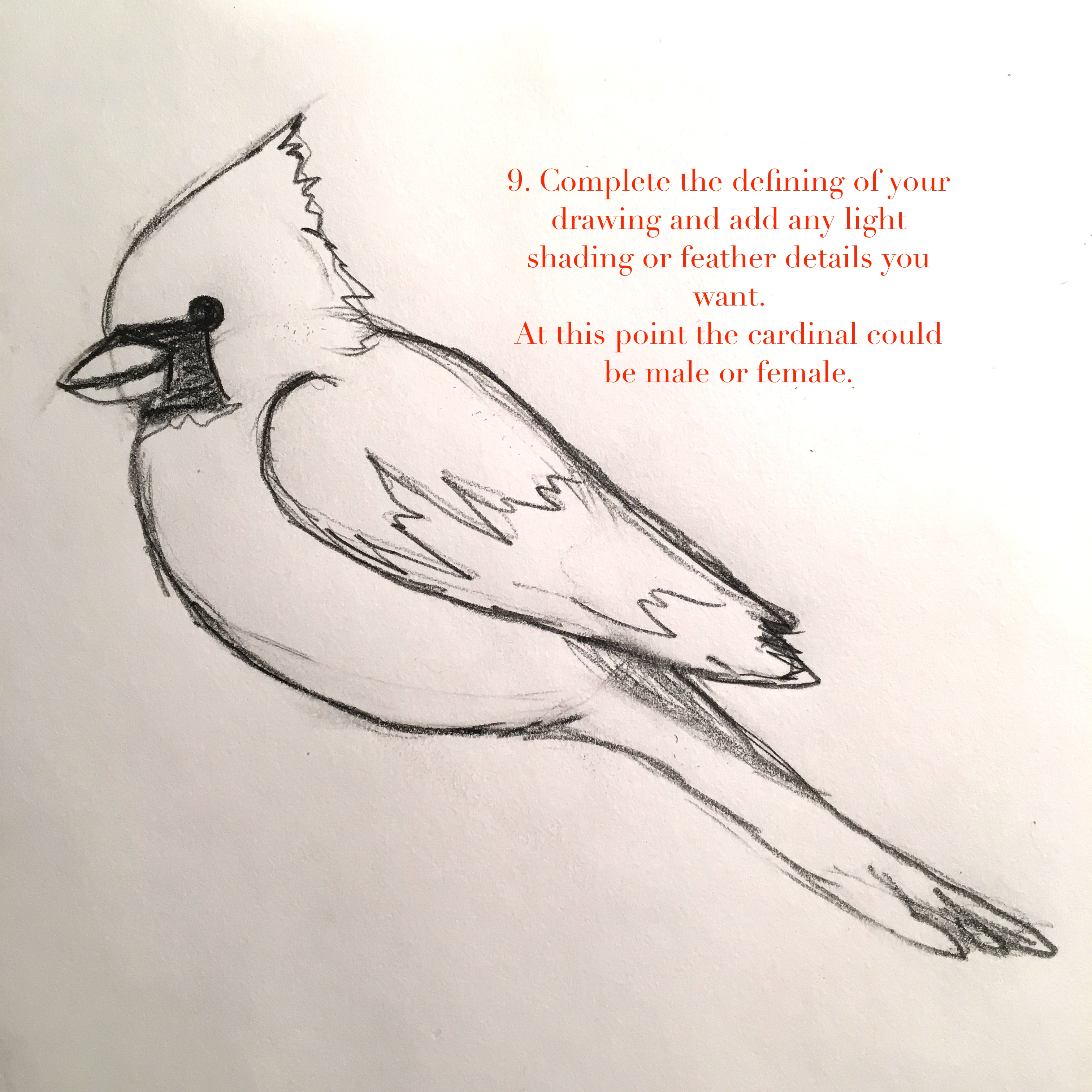 3024x3024 Wonder Wednesday 65 Draw Cute Winter Cardinals Step By Step