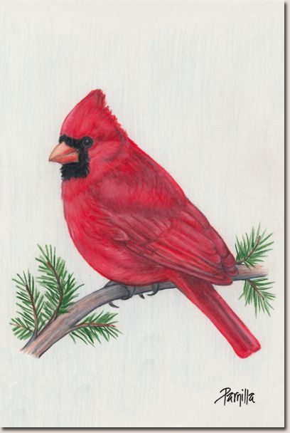 408x608 How To Draw Birds Cardinals