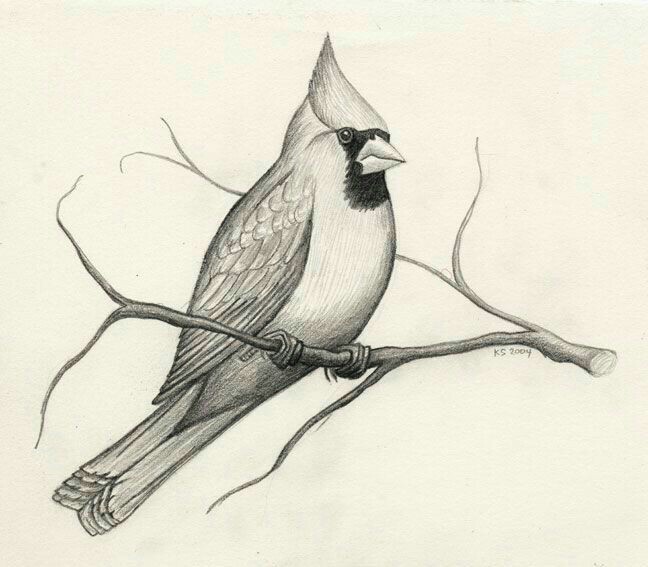 648x567 Cardinal Art Cardinals, Sketches And Draw