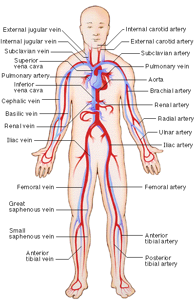 400x626 Circulatory System