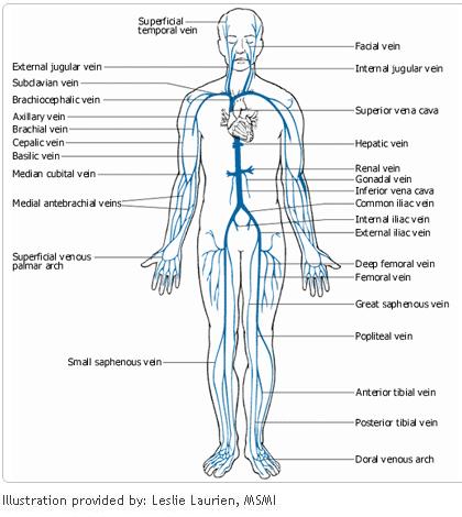 Cardiovascular System Drawing at GetDrawings | Free download