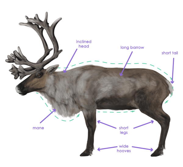 600x546 How To Draw Animals Deer