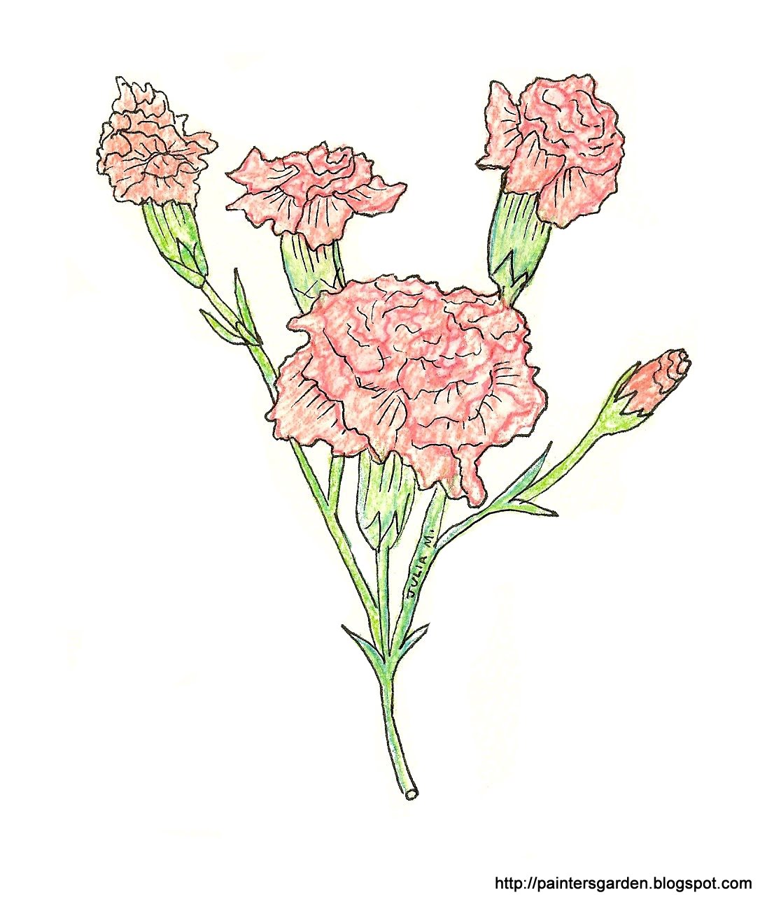 1106x1303 Paintersgarden Carnation Drawing, Colored Pencil And Ink