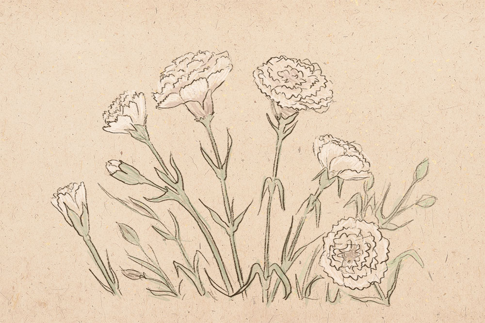 1000x667 Gvozdika.jpg