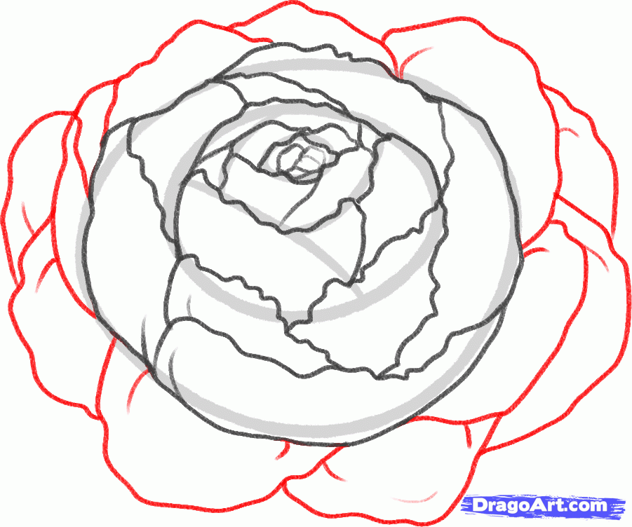 901x752 How To Draw A Peony, Peony Flower Step 5 Drawing Skills