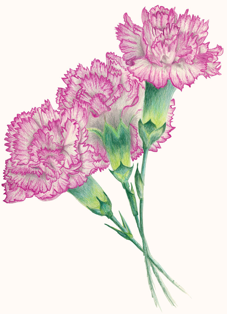 770x1062 Pink Carnations Tattoo Ideas Pink Carnations