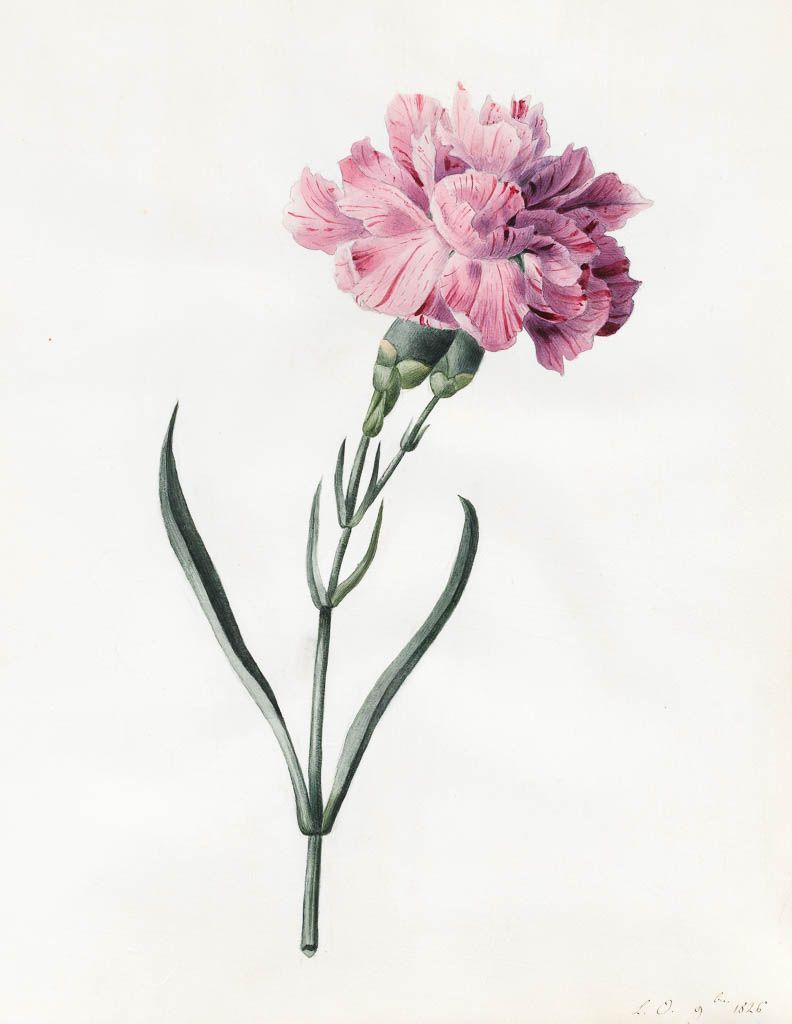 Carnation Flower Drawing at GetDrawings | Free download