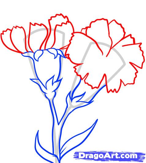 477x532 How To Draw Carnations Step 4 Drawings Carnation