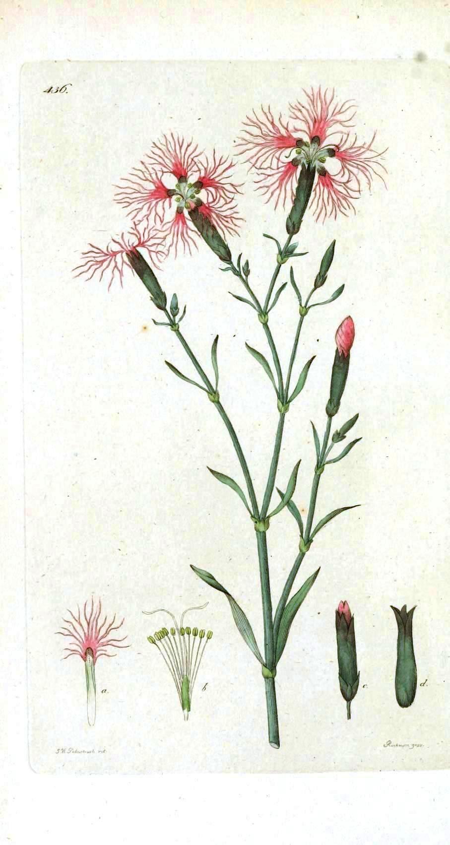 907x1703 Botanical Flower Carnation, Not Cultivated Vintage Printable