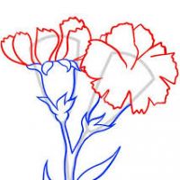200x200 Carnation Flower Drawing