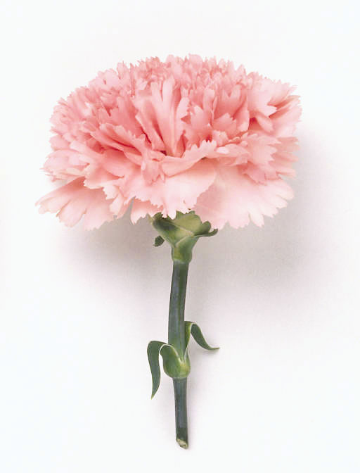 512x672 Drawn Carnation Pink Carnation