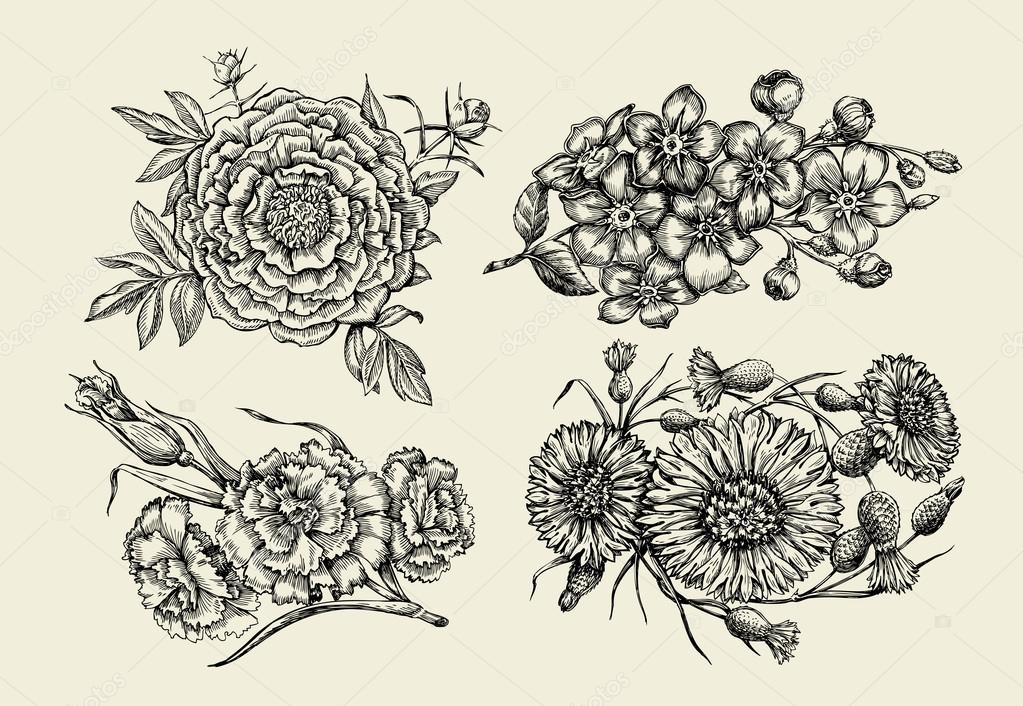 1023x706 Flowers. Hand Drawn Sketch Flower, Peony, Cornflower, Knapweed