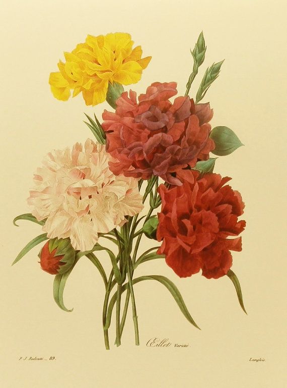 570x769 Printable Carnation Flower Diagram