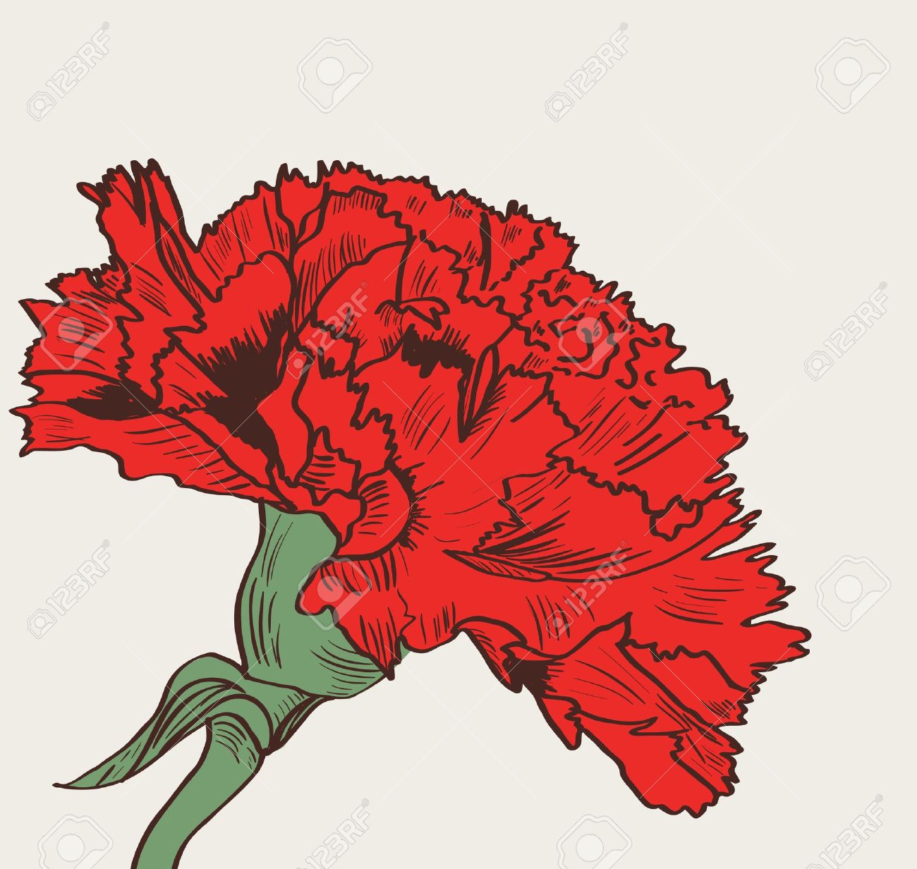 1300x1232 Carnation Family Clipart