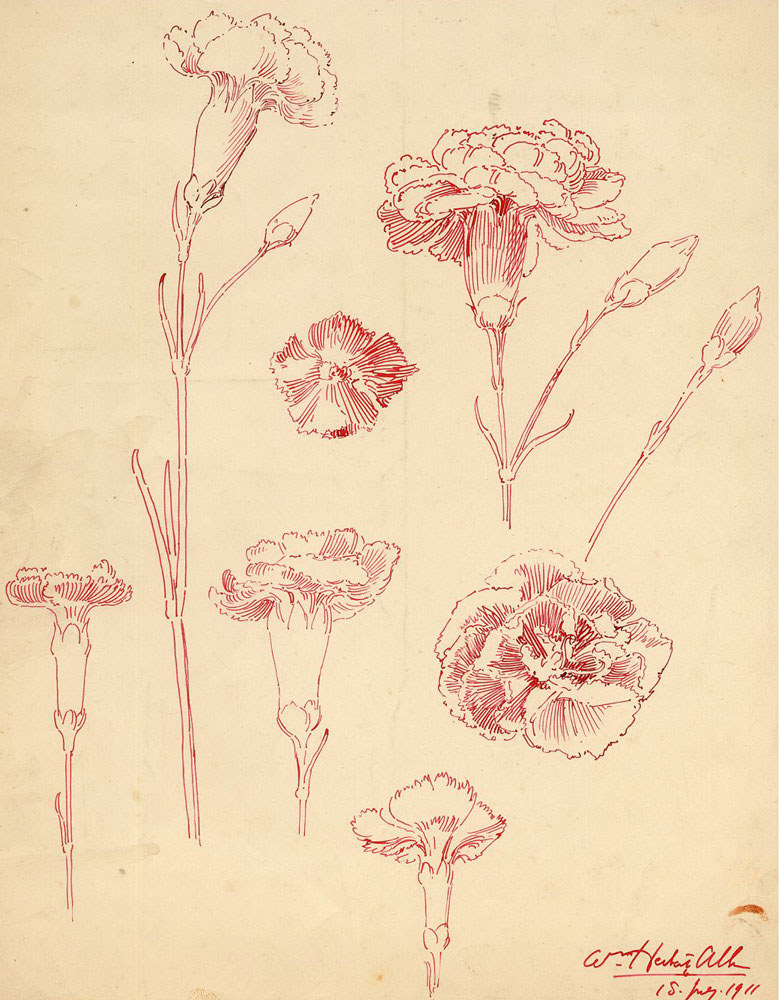 779x1000 Carnations By Wh Allen Pen Andk Drawing On Paper,