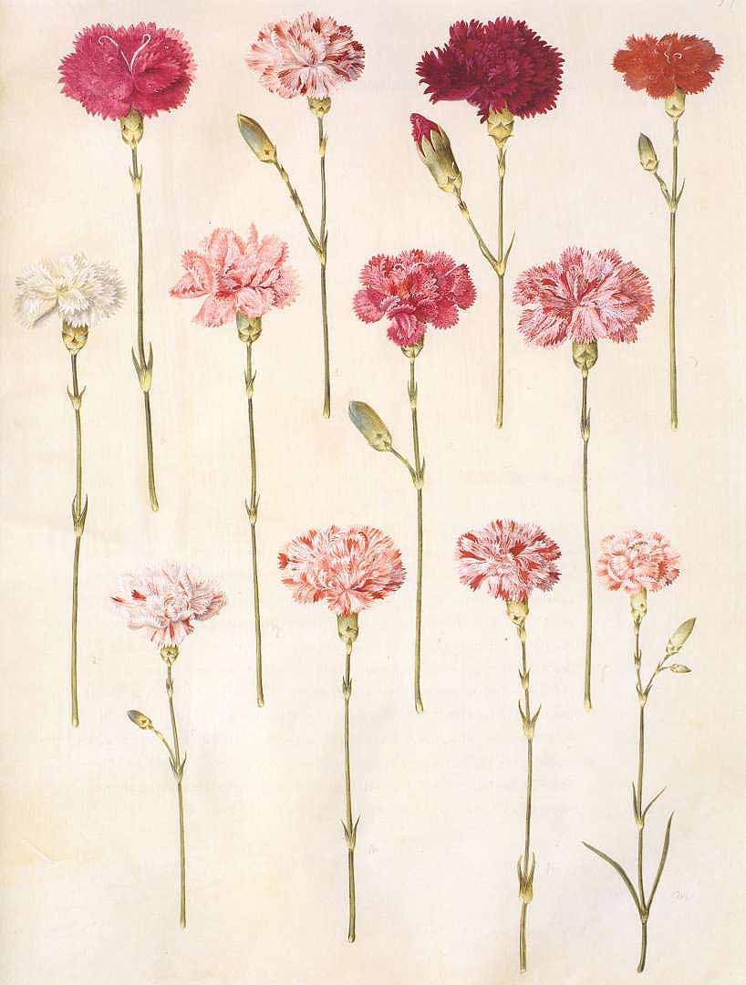 818x1080 Dianthus Carnation Botanical Ephemera And Prints