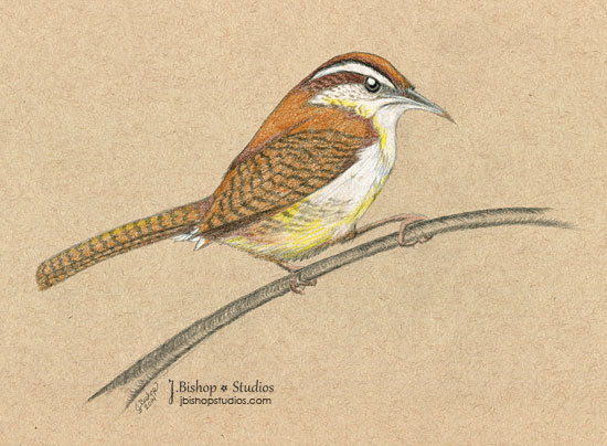 550x404 Carolina Wren Original Graphite Drawing 8 X 10