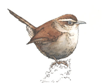 340x270 Wren Drawing Etsy