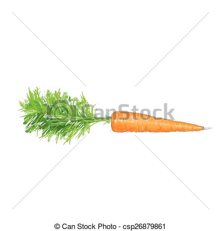 450x470 Carrot Sketch Drawing Isolated Over White Background Vector