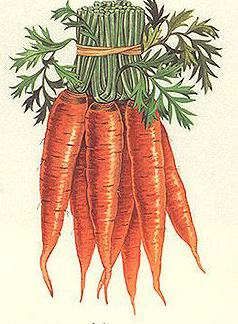 238x324 Carrot Drawing