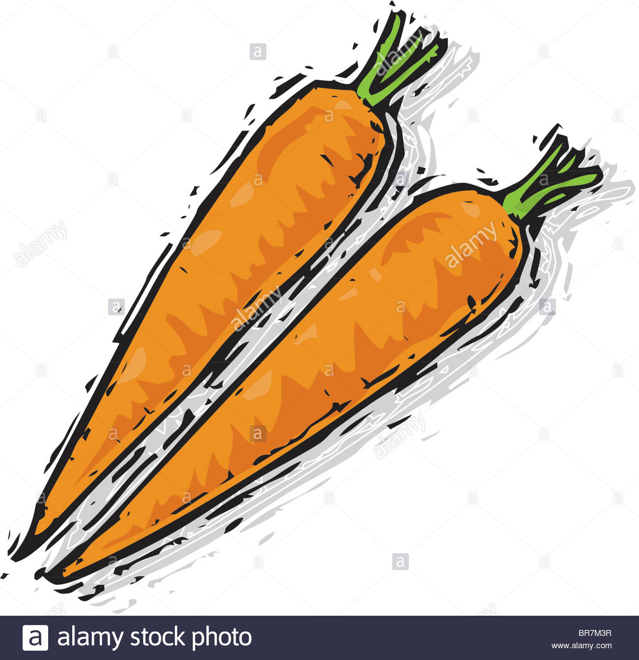 1300x1342 A Drawing Of A Pair Of Carrots Stock Photo 31516907