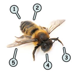 250x250 Drawing A Cartoon Bee