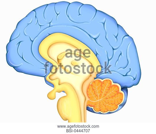 542x466 Brain, Drawing Anatomy Of Encephalon In Situation In